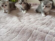 Scottish Fold/Straight kassipojad