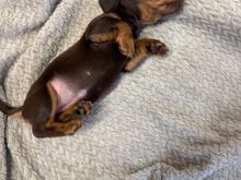 Miniature dachshund puppies