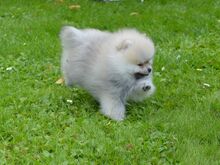 POMERANIAN