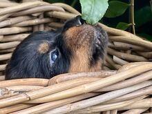 Rottweileri kutsikad