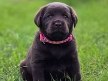 Labradori retriiveri kutsikad FCI