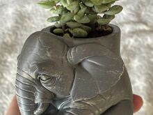 Crassula rupestris (наскальная толстянка)