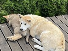 Kutsikas