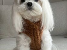 Malta Bichon