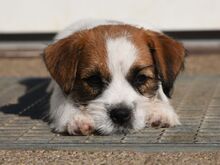 Jack Russelli terjeri kutsikas