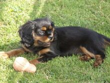 Cavalier King Charles kutsikad