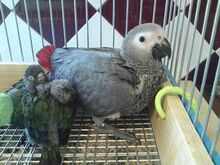 Buy Nala African Grey Parrot