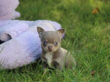 Chihuahua kutsikad