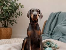 dobermanni kutsikas