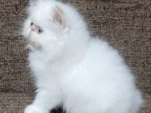 Персидские котята