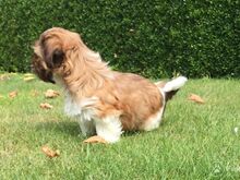 Shih Tzu kutsikad