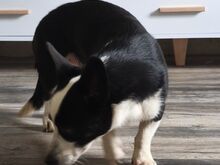 Corgi