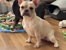 Prantsuse buldog