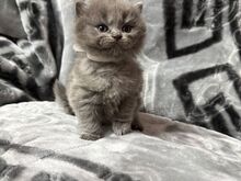 Beautiful British short/longhair kittens ready