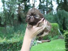 Shih Tzu kutsikad