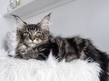 Maine Coon