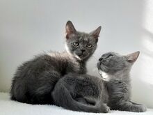 Голубые британские короткошерстные котята