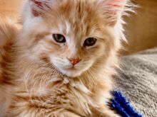 Maine Coon tõugu kassipojad