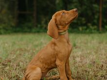Ungari lühikarvalise linnukoera kutsikad (vizsla)