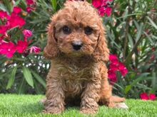 Cavapoo kutsikad