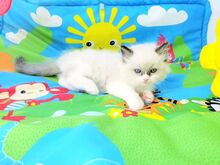 Ragdoll kassipojad.