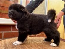 Akita kutsikad