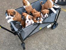 Boxer puppies