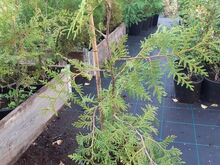 Elupuu 'Brabant'