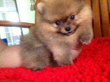 Pomeranian kutsikad