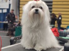 Maltese kutsikad