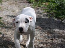 Argentiina dogi/dogo argentino