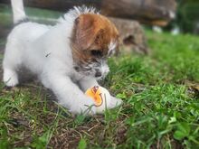 Jack Russell terjeri kutsikapoiss (FCI/LKF)