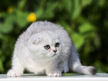 Scottish Fold kiisutüdruk