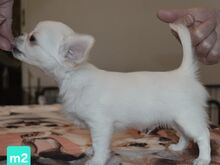 Chihuahua kutsikad