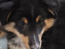 Shelti kutsikad
