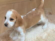 Beagle'i kutsikad
