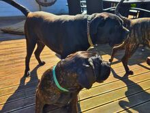 5-kuune isane Cane Corso kutsikas