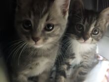 Милые котята ищут новый дом