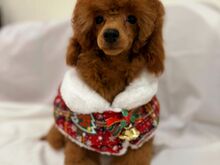 Miniature/ toy poodles (FCI/LKD)