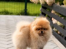 Pomeranian Spits