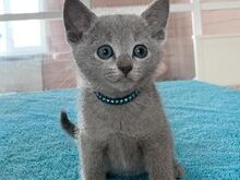 Cute Russian blue kittens