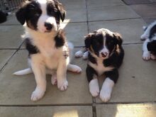 Bordercollie kutsikad