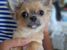 CHIHUAHUA