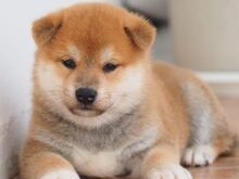 Jaapani shiba inu