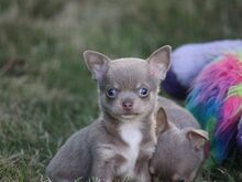 Chihuahua kutsikad