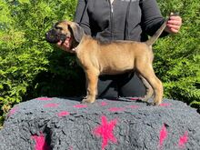 Cane Corso kutsikad