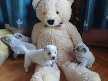Австралийская пастушья собака
