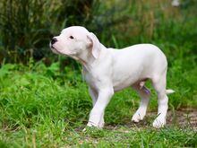 Argentiina dogi/dogo argentino