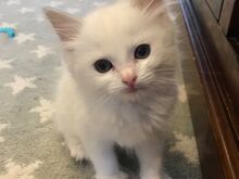 Ragdoll kassipojad saadaval