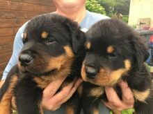 Rottweileri kutsikad